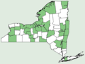 Stachys tenuifolia NY-dist-map.png