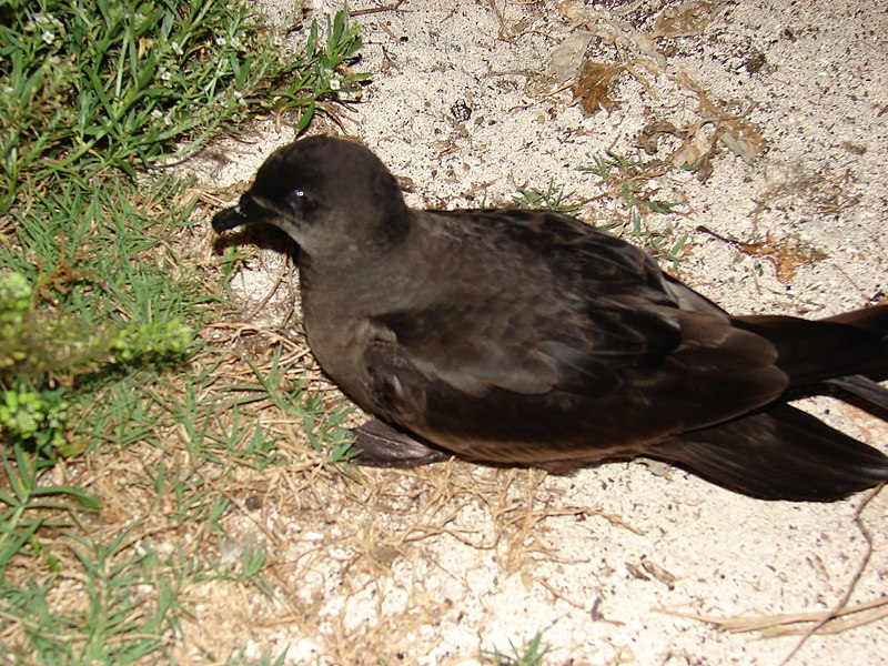 File:Starr-080613-8854 Bulwer's Petrel, Ave Maria Sand Island, Midway Atoll (24828019161).jpg