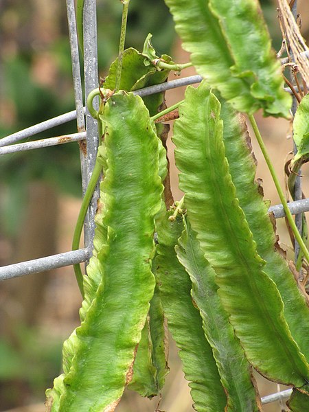 File:Starr-090720-3104-Psophocarpus tetragonolobus-seedpods-Waiehu-Maui (24970259465).jpg