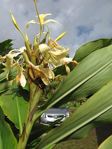 File Starr 110330 3672 Hedychium Flavescens Flowers Garden Of Eden