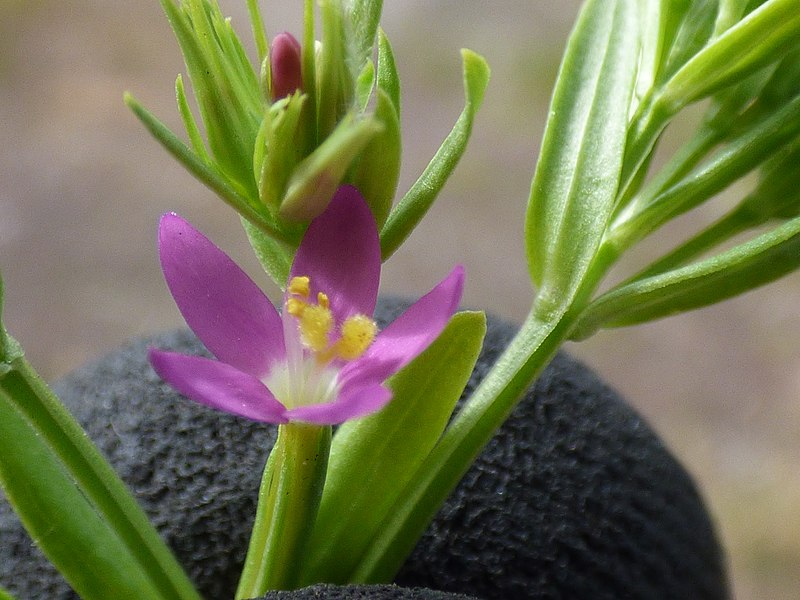 File:Starr-150403-0485-Centaurium erythraea subsp erythraea-flowers-Near NS Runway Sand Island-Midway Atoll (25158666602).jpg