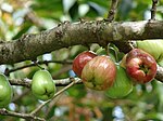 马六甲蒲桃 Malay rose apple