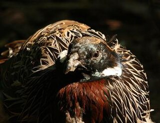 Koklass pheasant Species of bird