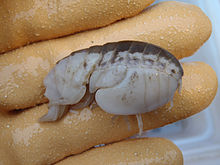 Stegocephalidae amphipod.jpg