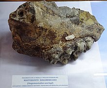 Haplomastodon waringi molar Stegomastodon waringi.JPG