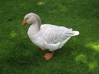 Steinbacher fighting goose in Hanover Zoo, photo by Astrid Musmann