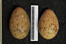 Eggs, Collection Museum Wiesbaden Stercorarius longicaudus MWNH 0305.JPG