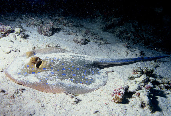 Bluespotted ribbontail ray resting on the seafloor