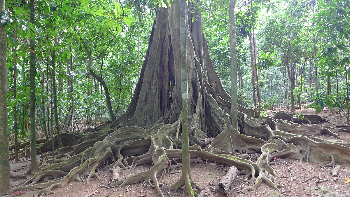 rainforest strangler fig tree