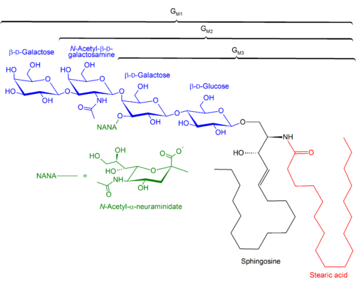 Structures of GM1, GM2, GM3 gangliosides Structure of GM1, GM2, GM3.png