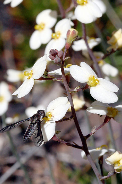 File:Stylidium hortiorum 2.jpg