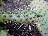 Les glochides jaunes d'Opuntia howeyi (de), les zébrures sur les feuilles de l'Aloès maculé et les côtes grisâtres sillonnant la tige de l'Euphorbe vireuse, présentent des couleurs aposématiques avertissant les prédateurs de la spinescence propre à protéger ces plantes contre les mammifères herbivores[3].