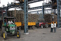 Sugarcane weighing at a Cooperative Sugar mill in Maharashtra, India. Sugarcane weighing at sugarmill.jpg