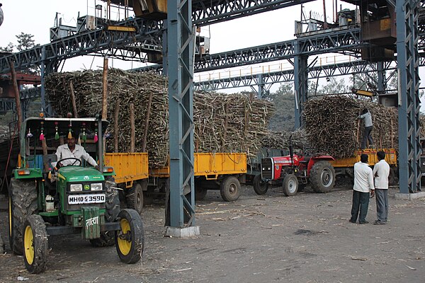 Sugarcane weighing at a cooperative sugar mill in Maharashtra, India