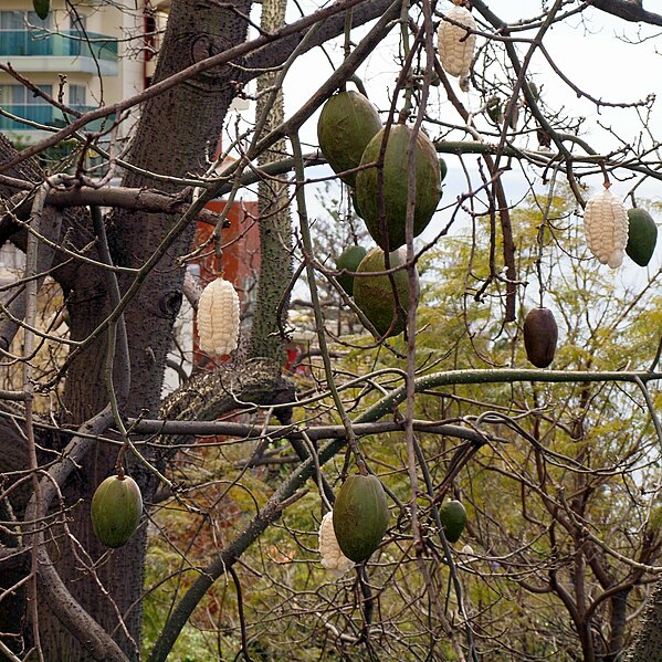 File:Sumaúma (Ceiba speciosa) in Funchal, Madeira.jpg