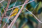 Thumbnail for File:Summer tanager - 50767602518.jpg