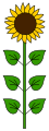 Sunflower on long stem.svg