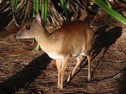 Суні (Neotragus moschatus)