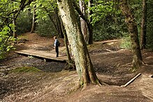 Woodland near Bracebridge Pool Sutton Park Walk 407.jpg