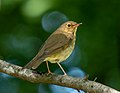 Thumbnail for File:Swainson's thrush (46147).jpg