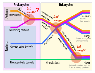 <span class="mw-page-title-main">Symbiogenesis</span> Evolutionary theory holding that eukaryotic organelles evolved through symbiosis with prokaryotes