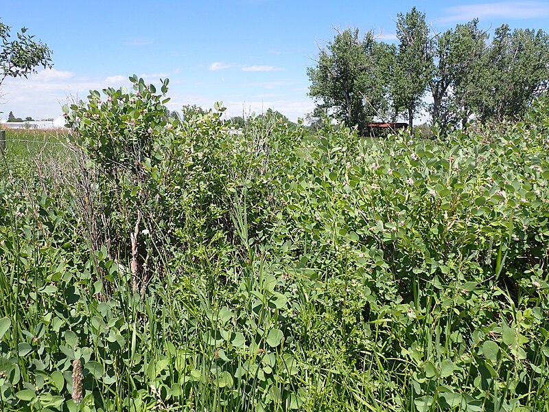 File:Symphoricarpos occidentalis - western snowberry - 52433708319.jpg