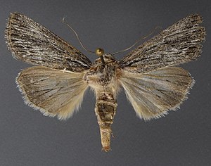 Sympistis aqualis.jpg