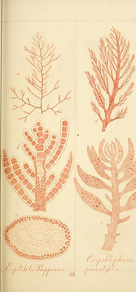 File:Tabulae phycologicae; oder, Abbildungen der tange (1862) (14761891051).jpg