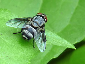 Tachinidae