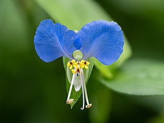 Fleur de comméline commune. (définition réelle 5 182 × 3 886)