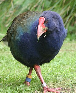 Takahe noa.jpg