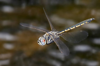 <span class="mw-page-title-main">Insect flight</span> Mechanisms and evolution of insect flight