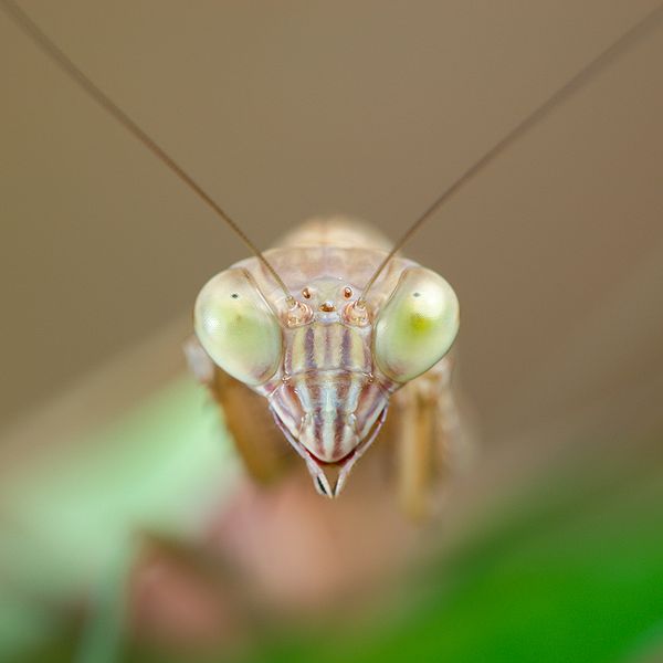 File:Tenodera sinensis 1 Luc Viatour.jpg