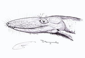 Tetracynodon1.jpg