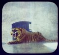 The Maharaja's tiger at Jammu LCCN2004707748.tif