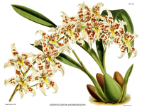 plate 35 Odontoglossum andersonianum Oncidium × andersonianum