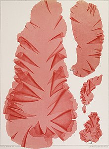 The algae of the Arctic Sea, a survey of the species, together with an exposition of the general characters and the development of the flora (1883) (20107719203).jpg