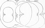 Thumbnail for File:The fruit grower's handbook (microform) - a concise manual of directions for the selection and culture of the best hardy fruits in the garden or orchard (1851) (20181789378).jpg