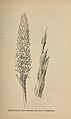 Platanthera dilatata var. leucostachys Mary Elizabeth Parsons: The wild flowers of California (1902)