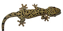 Thecadactylus oskrobapreinorum - ZooKeys-118-097-g004-c.jpg