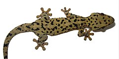 Description de l'image Thecadactylus oskrobapreinorum - ZooKeys-118-097-g004-c.jpg.