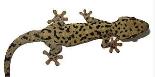 <i>Thecadactylus oskrobapreinorum</i> Species of lizard