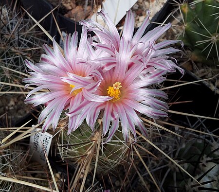 Thelocactus lausseri