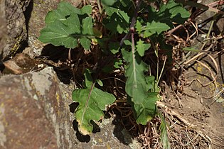 Thelypodium laciniatum