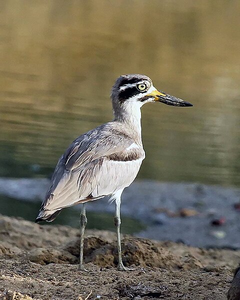 File:Thimindu 2009 09 27 Yala Great Stone Curlew 2.JPG