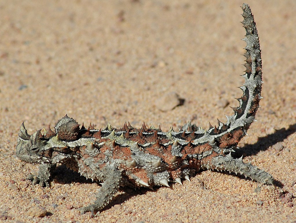 Thorny devil pale