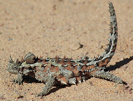 A Thorny devil, similar to the ones in the Alice Springs Desert Park Reptile Exhibit