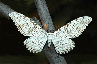 <i>Thysania agrippina</i> Species of moth