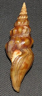 <i>Tiariturris</i> Genus of gastropods