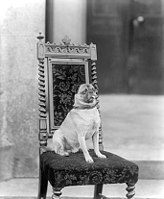Ảnh một chú chó Pug, được chụp khoảng năm 1900. Chú ý tới cái đầu nhỏ và chi dài.